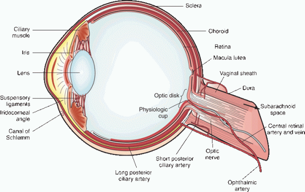 What Does The Optic Disc Look Like