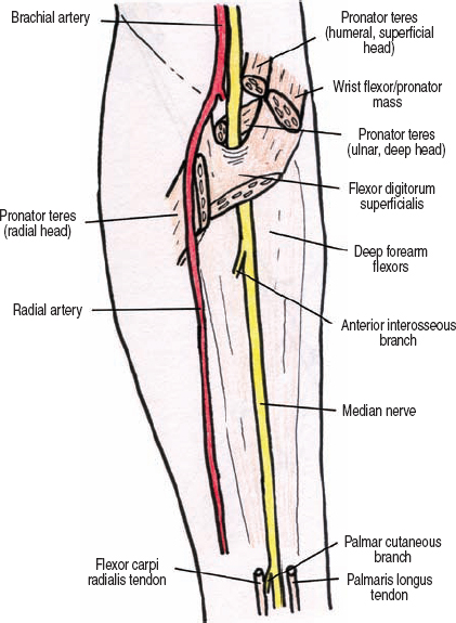 The Diagnostic Anatomy of the Median Nerve | Neupsy Key
