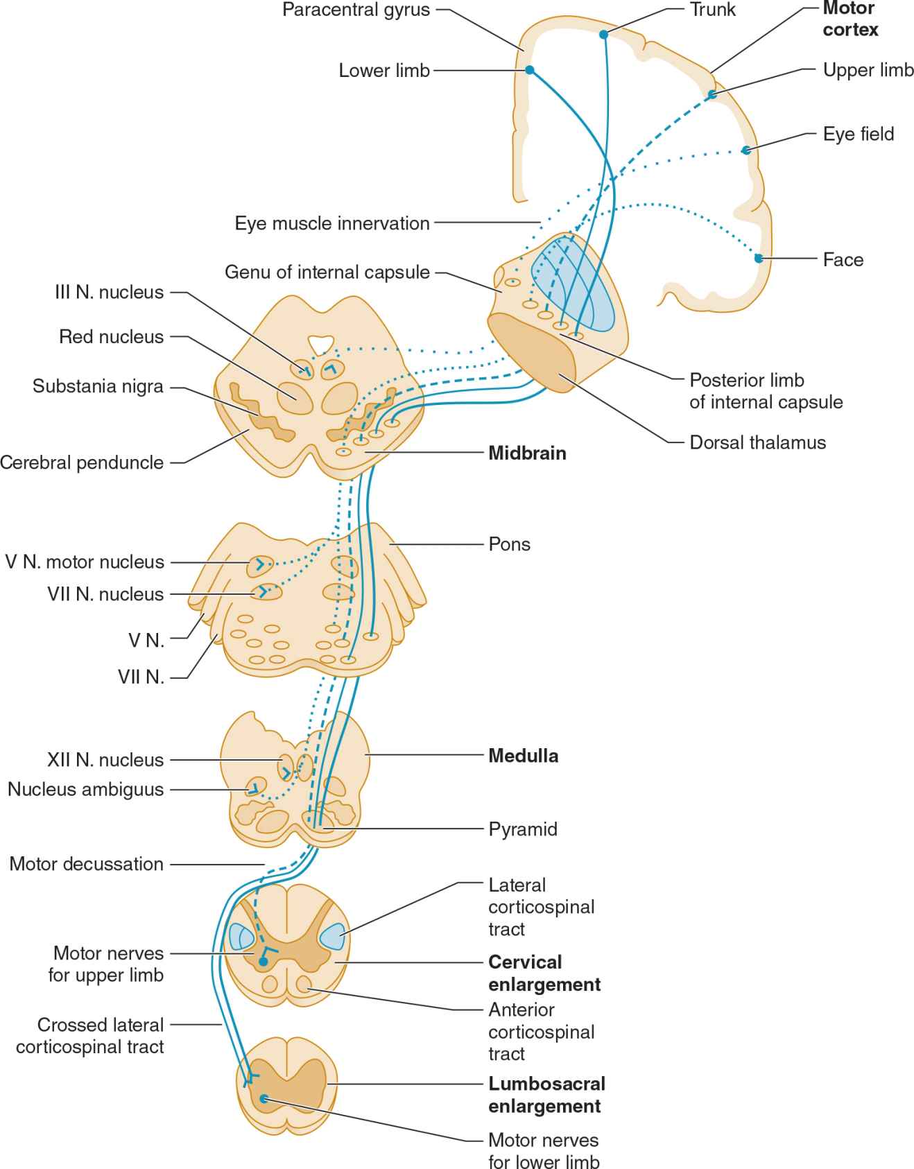 motor-neuron-motoneuron-diagram-transmission-of-the-nerve-signal-from