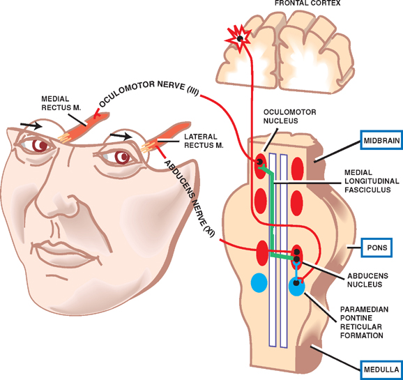 Cranial Nerves Neupsy Key 1430