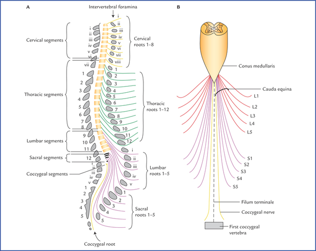 Spinal Cord Neupsy Key