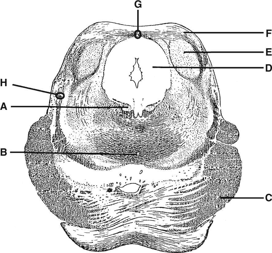 Brainstem And Cranial Nerves