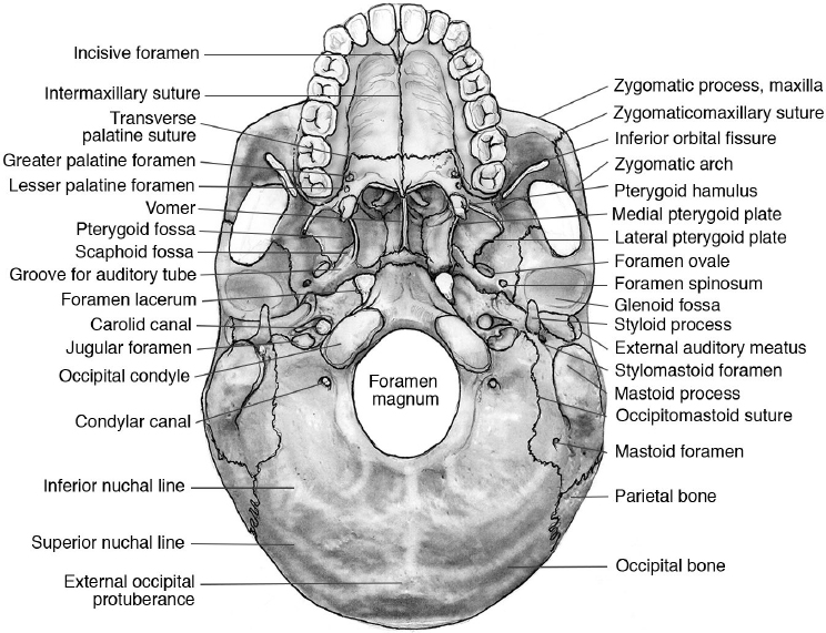 Anatomy Of The Skull Base And Related Structures Elements Of Surgical