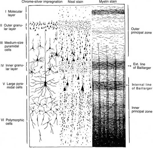 Neuroanatomy | Neupsy Key