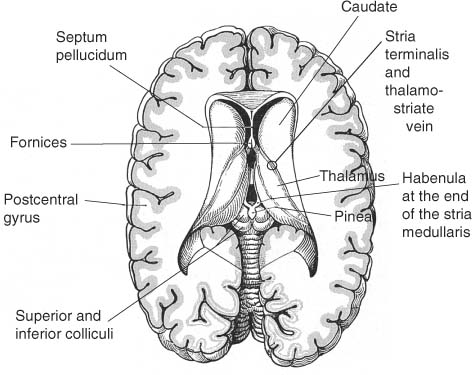 Neuroanatomy | Neupsy Key