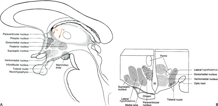 Neuroanatomy Neupsy Key 7098