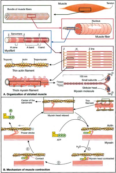 Diseases Of The Muscles | Neupsy Key