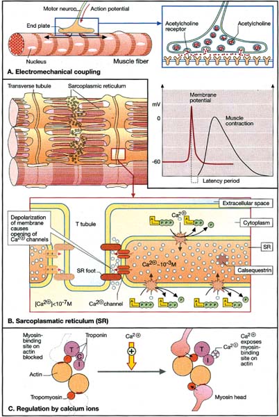 Diseases Of The Muscles | Neupsy Key