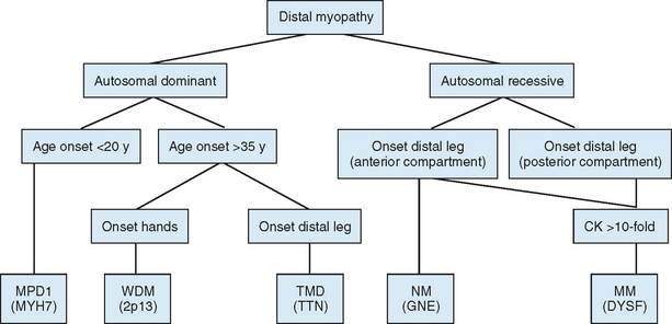 MUSCULAR DYSTROPHIES | Neupsy Key