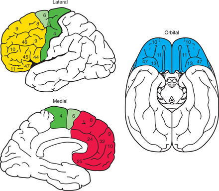 71: Neuroanatomical Systems Relevant to Neuropsychiatric Disorders ...