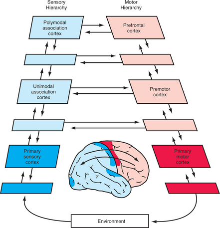 71: Neuroanatomical Systems Relevant to Neuropsychiatric Disorders ...