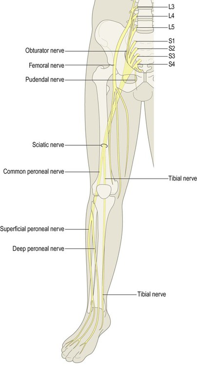 Overview of the nervous system | Neupsy Key