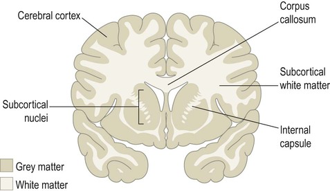 8-185 gray vs. white matter in the CNS Diagram