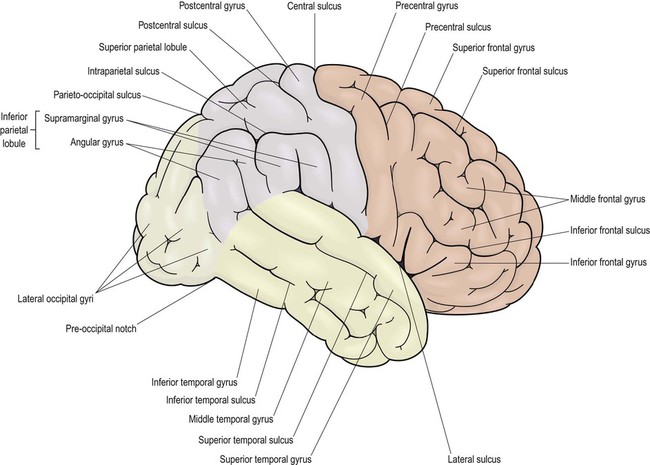 central and lateral sulcus
