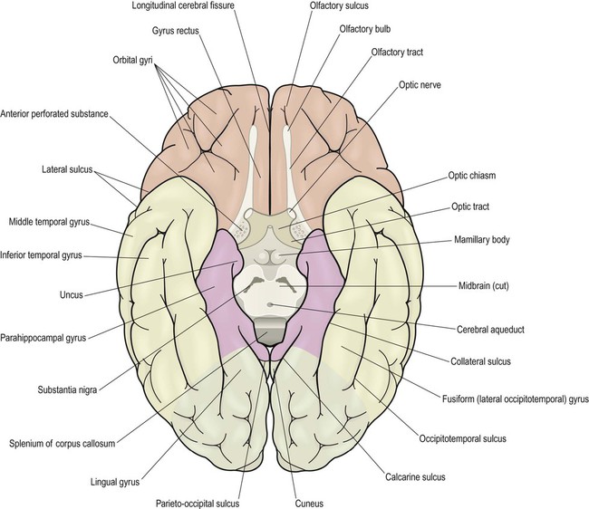 Image result for Inferior surface cerebrum gyri