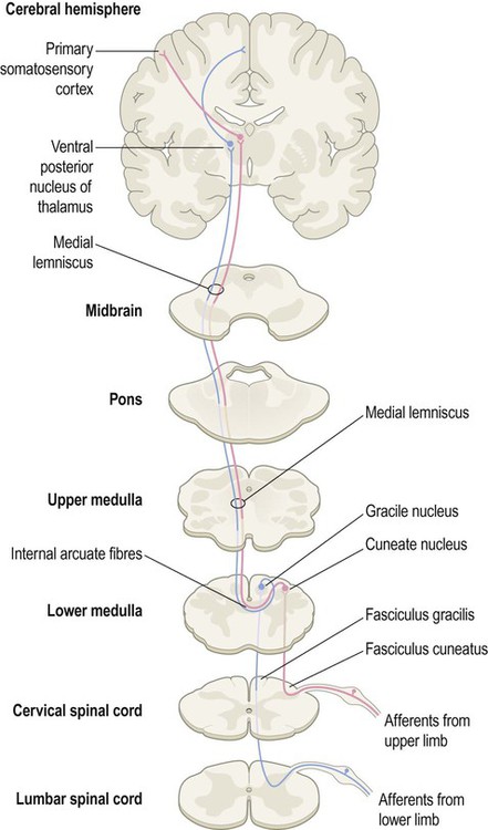 postsynaptic dorsal column epidural stimulation