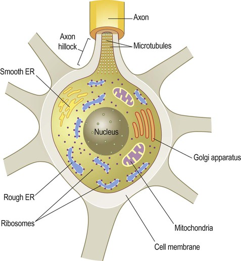glial cell structure