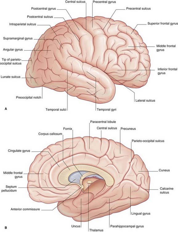 Cerebral topography  Neupsy Key