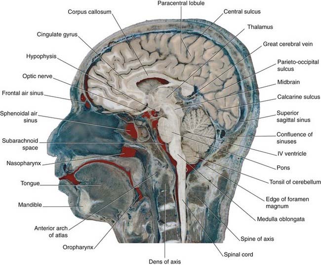 Cerebral topography | Neupsy Key