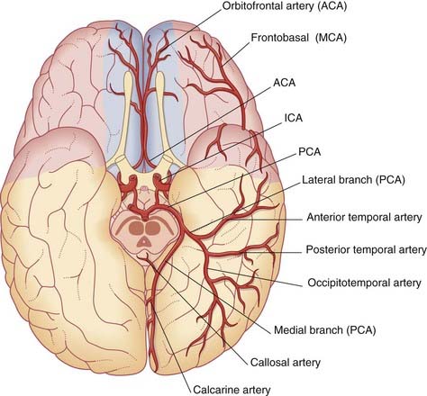 posterior cerebral artery distribution