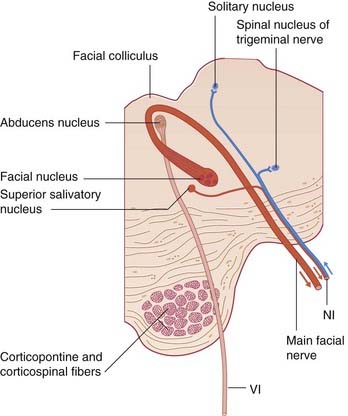 facial nerve brainstem