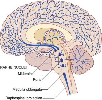raphe nuclei reticular formation