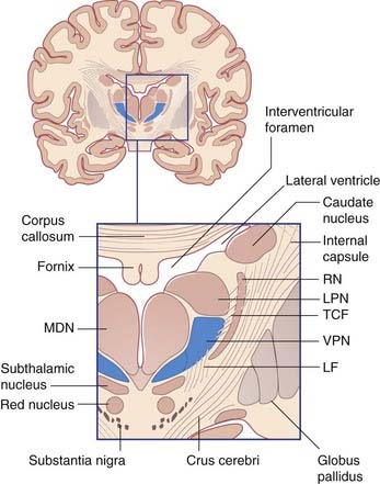 vpn nucleus thalamus