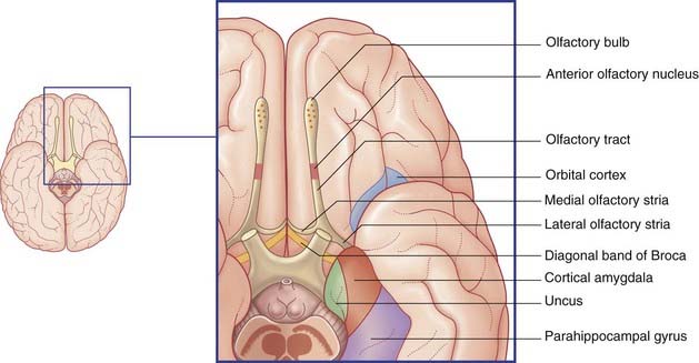 piriform cortex anatomy