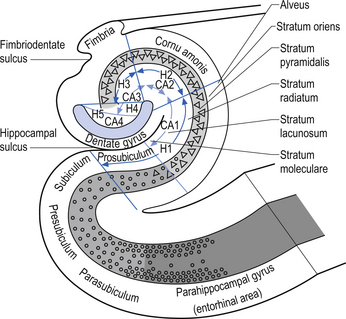 The limbic system | Neupsy Key