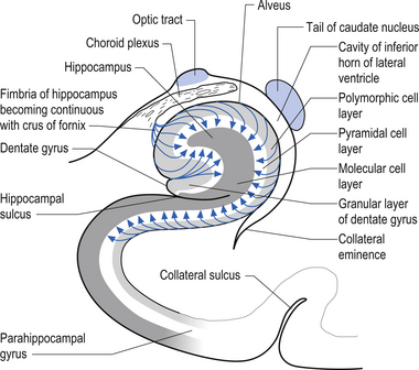 The limbic system | Neupsy Key