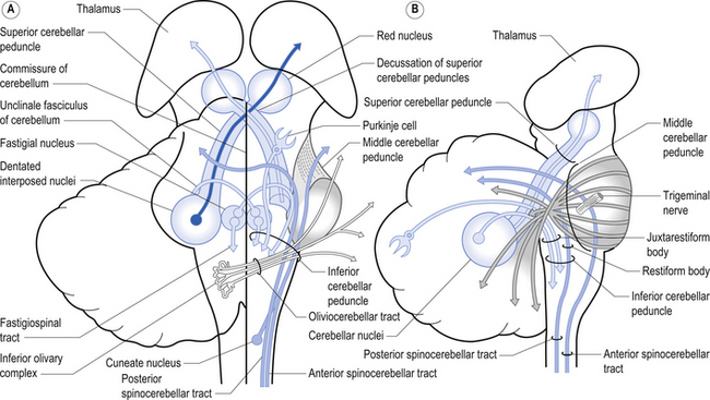 The cerebellum and vestibular system | Neupsy Key