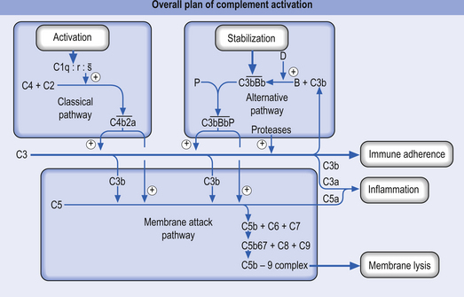 Neuroimmune Functional Interactions 