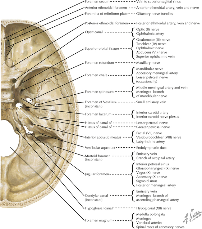 SKULL AND MENINGES | Neupsy Key