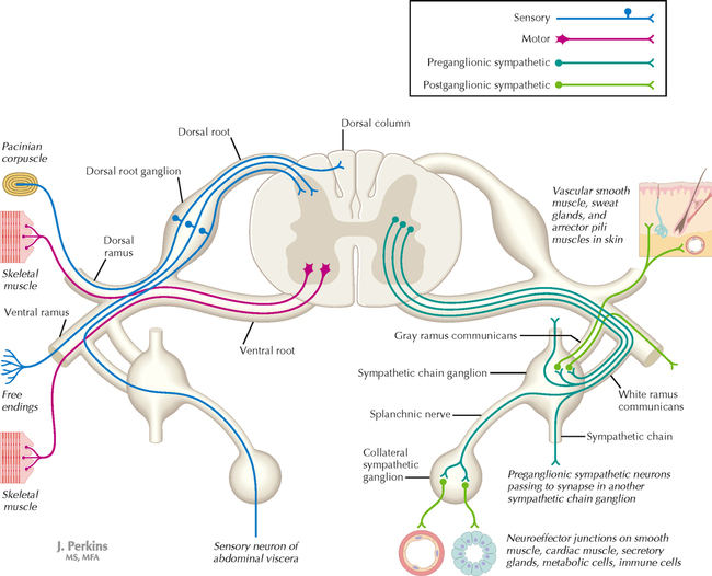PERIPHERAL NERVOUS SYSTEM | Neupsy Key