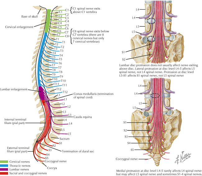 Peripheral Nervous System Spinal Nerves Spinal Nerve Trigger Point My