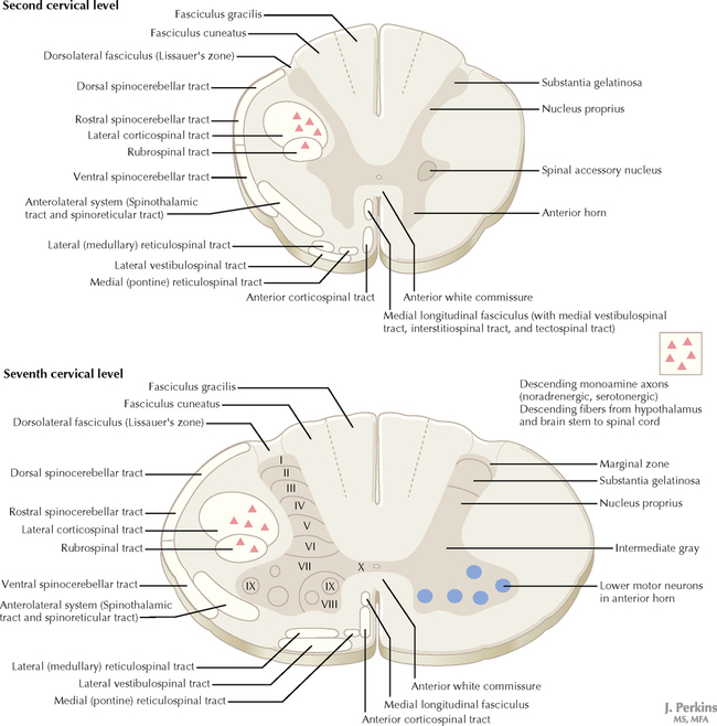 General aspects of the gut content of the Neoacrus spelaion sp. n