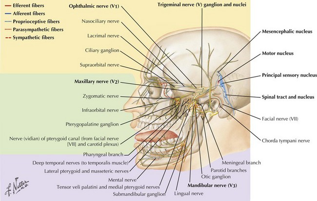 Cranial Nerve V Neupsy Key 0318