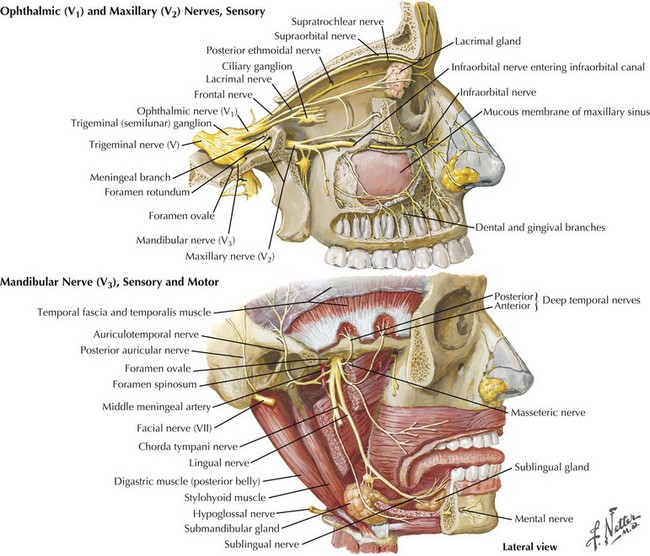 mandibular nerve. V3 of trigeminal  Nerve anatomy, Cranial nerves anatomy,  Facial nerve