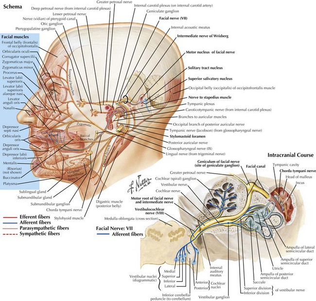 Facial Nerve Anatomy Netter Facial Nerve Anatomy Netter