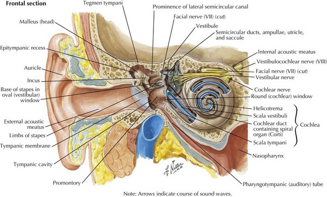 Cranial Nerve VIII | Neupsy Key
