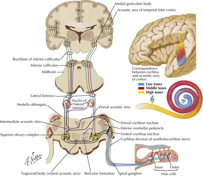 Cranial Nerve VIII | Neupsy Key
