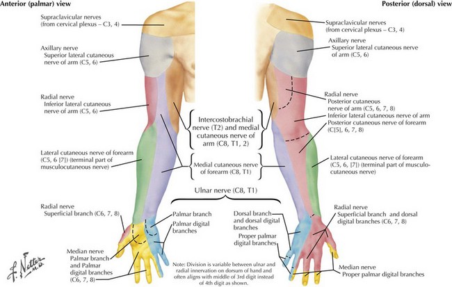 Mononeuropathies of the Upper Extremities | Neupsy Key