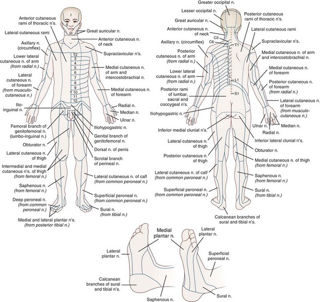 Sensory Abnormalities of the Limbs, Trunk, and Face | Neupsy Key