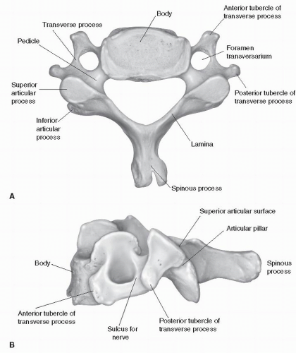Anatomy of the Cervical Spine | Neupsy Key