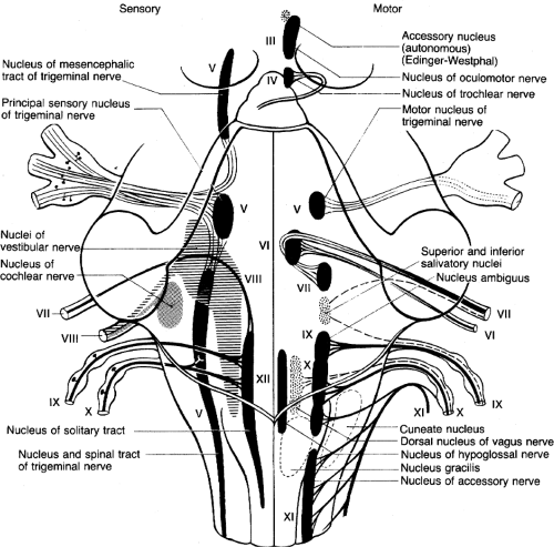 Demyelinating Disease | Neupsy Key