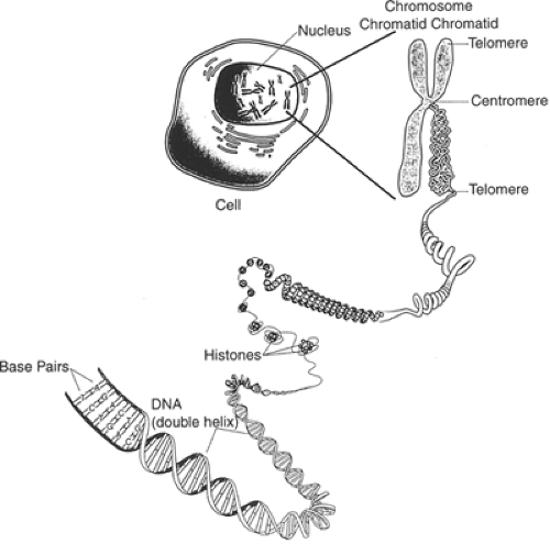 From Genes to Brain: Developmental Neurobiology | Neupsy Key