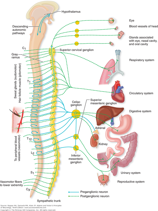 Chapter 26. Disorders of the Autonomic Nervous System, Respiration, and