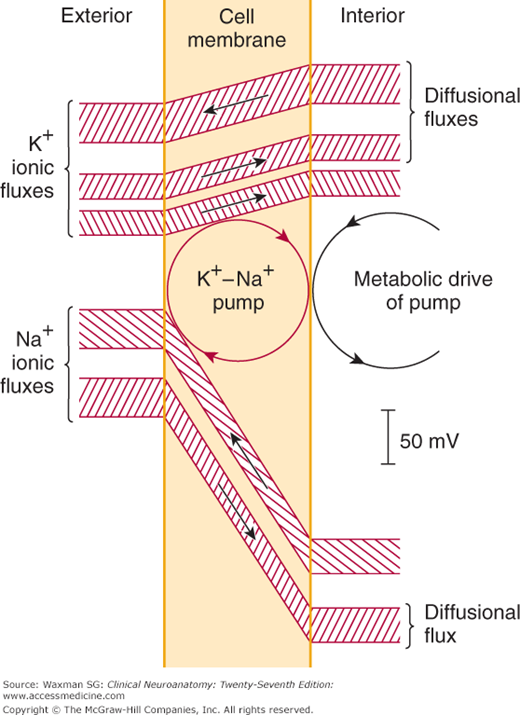 Signaling in the Nervous System | Neupsy Key