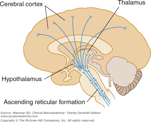 anatomy-of-reticular-formation-youtube