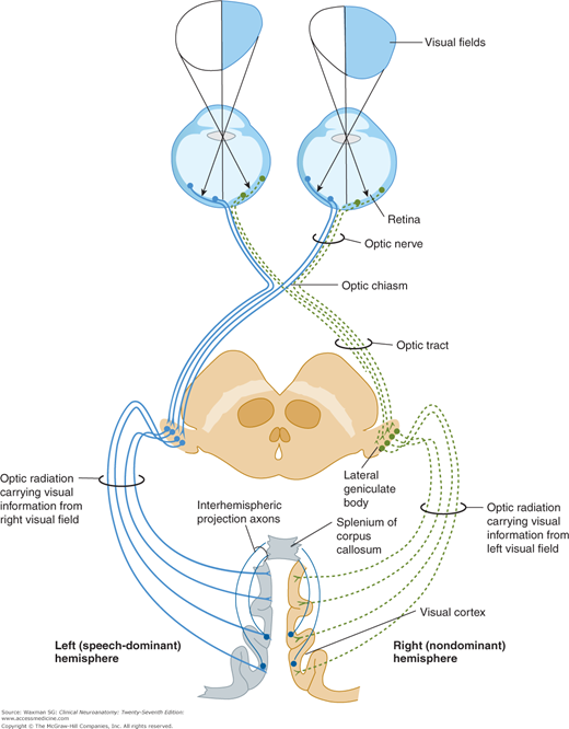 Higher Cortical Functions | Neupsy Key